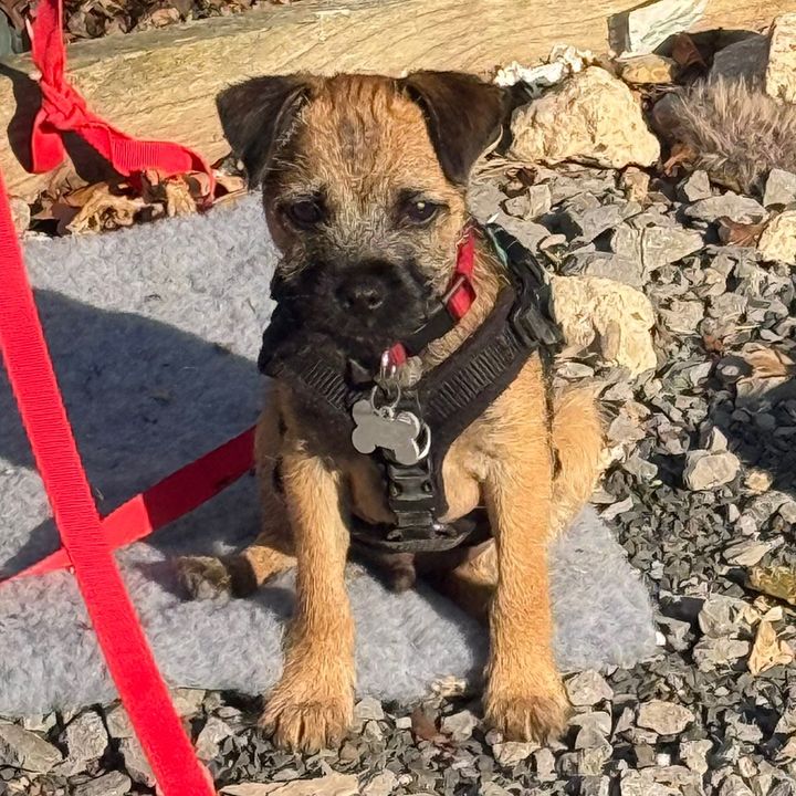 Denzil The Van Dog