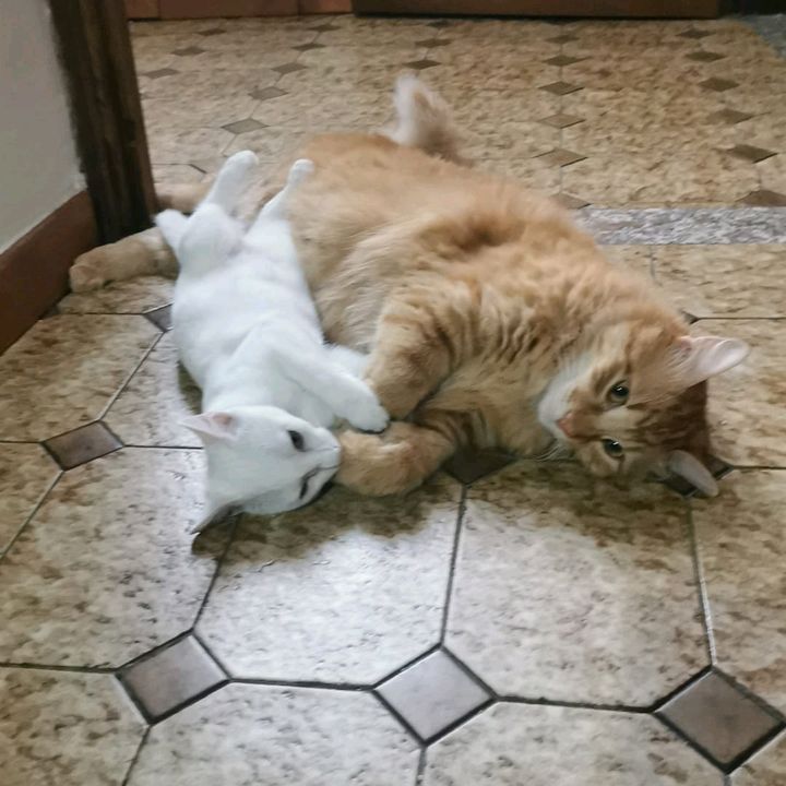 Simba e Nala 🐾✨