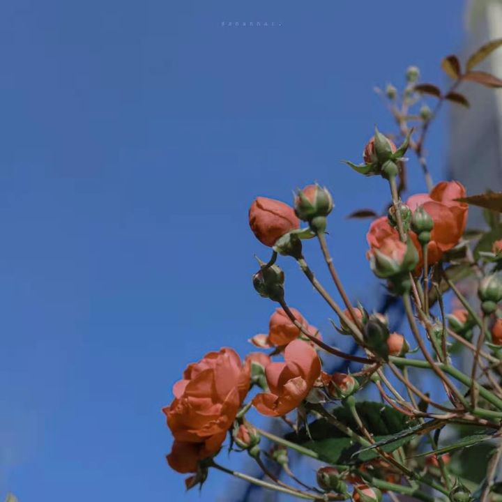 CuriousPlanet