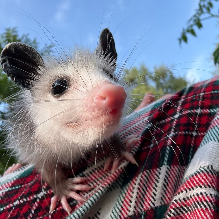Piper’s Possums