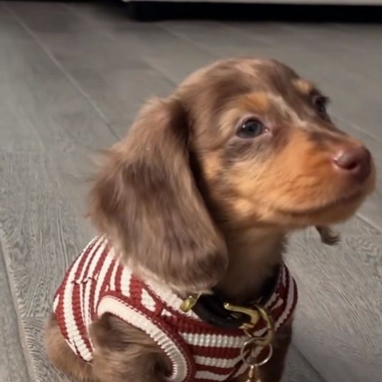 coral88776im6v
