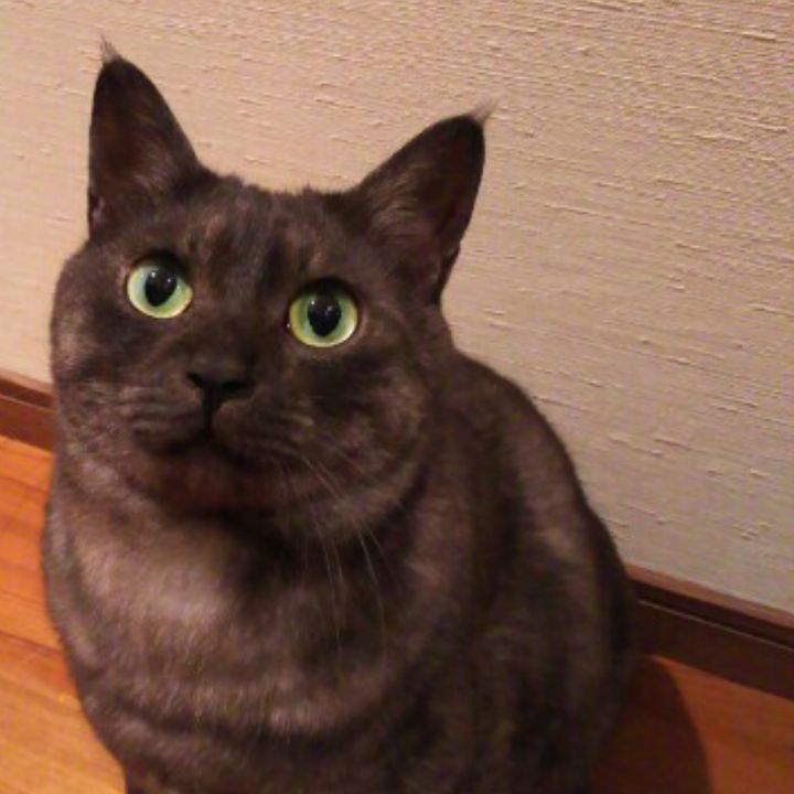 テリー