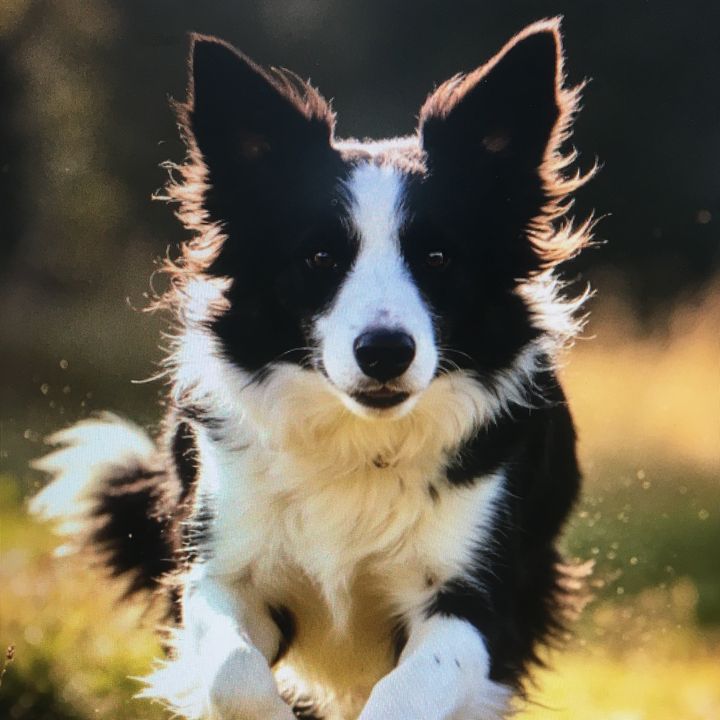 annie26307zyyf