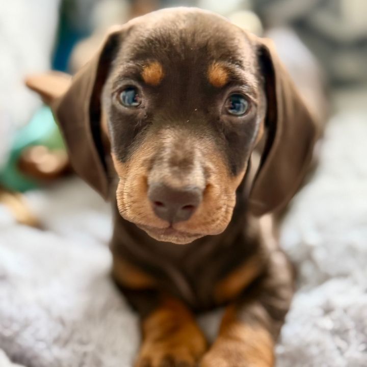 Little Louis🐾🤎