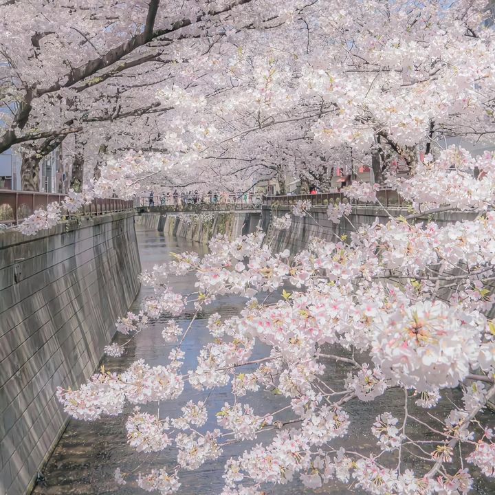 LunaBloom