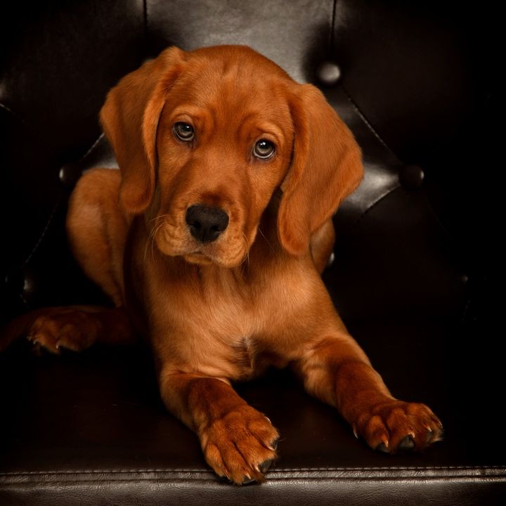 Odin 🐶