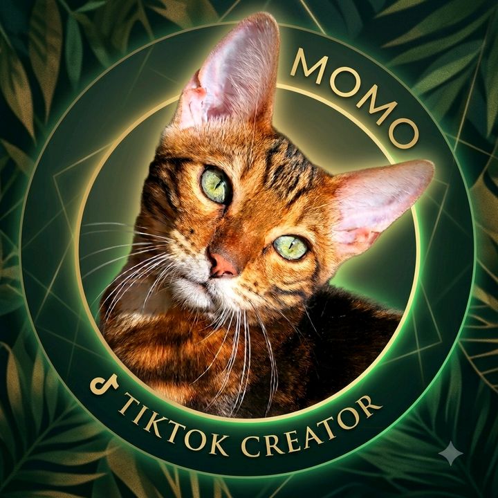 MomoBengal
