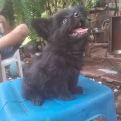 el many