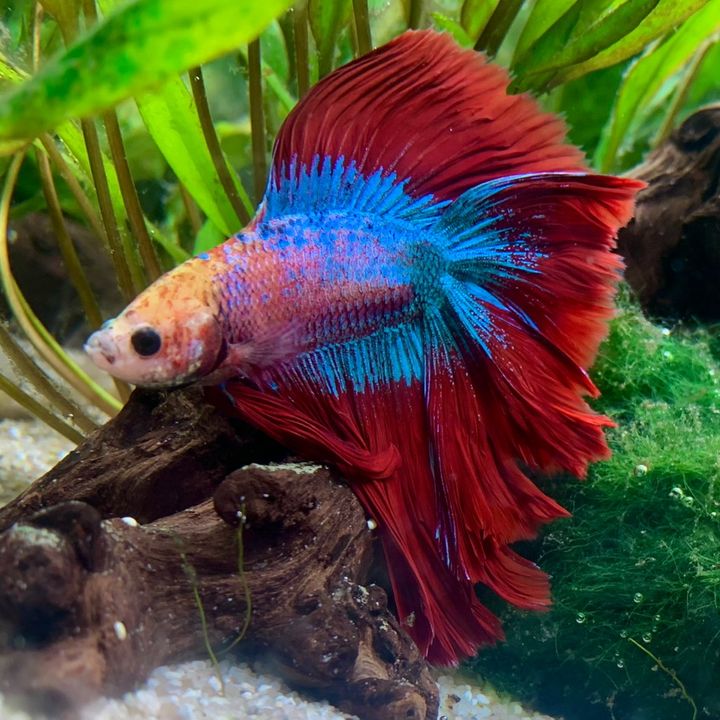 Chazzaquatics