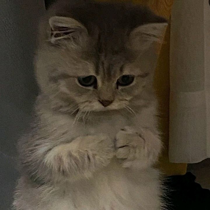 KittenHope