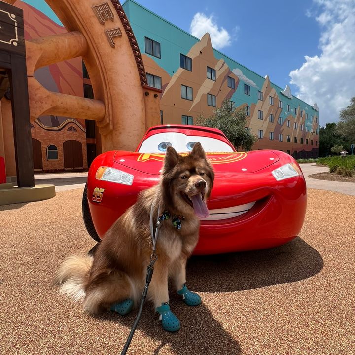 Kodathehusky