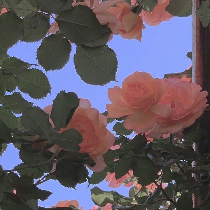 emmastory