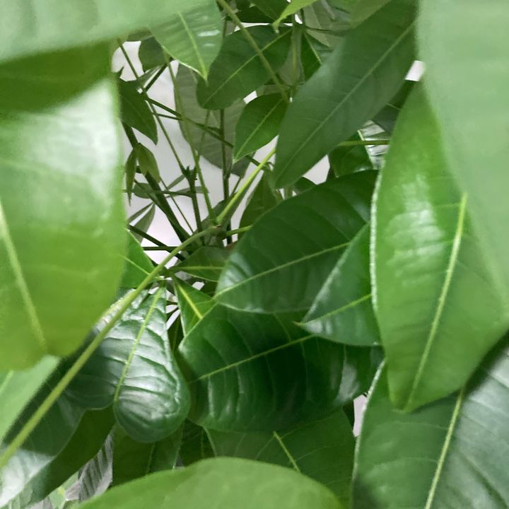 deloiselsaesser5095