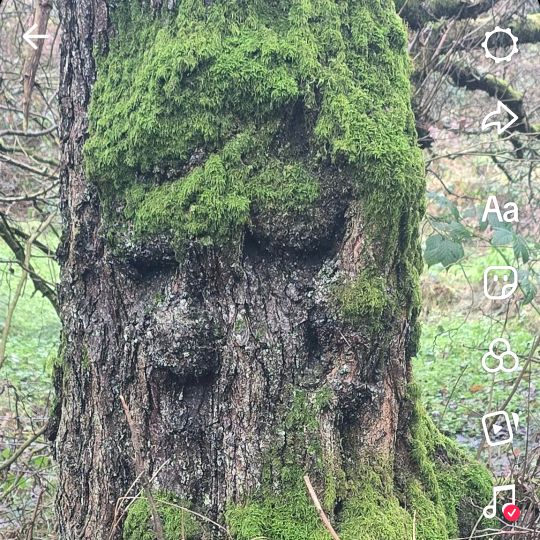 Earthsongwoods