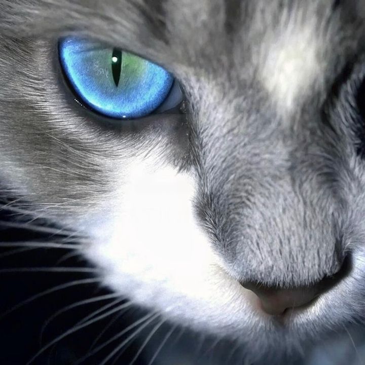 Leo_soso