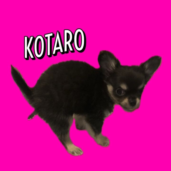 チワワのコタロー