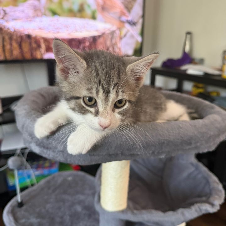 Milo