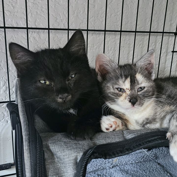 Just Out Paws