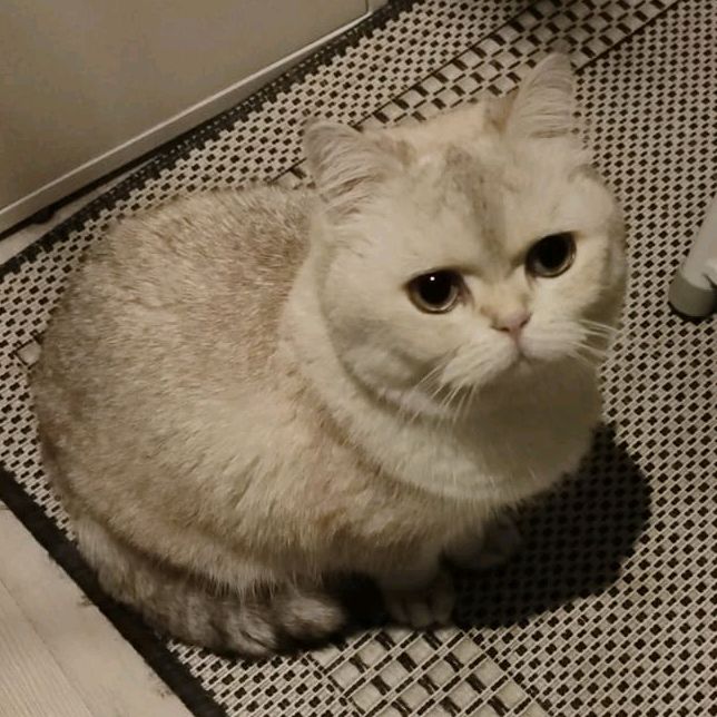 PawsandAll