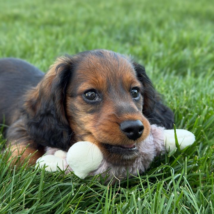 Benny the Doxie