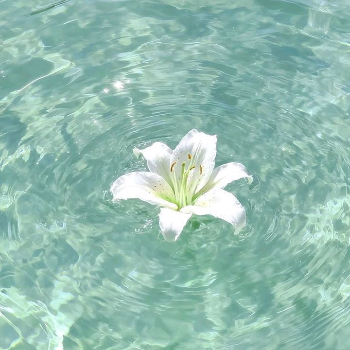 𝓓𝓮 𝓵𝓸𝓼 𝓐𝓷𝓰𝓮𝓵𝓮𝓼 🥥
