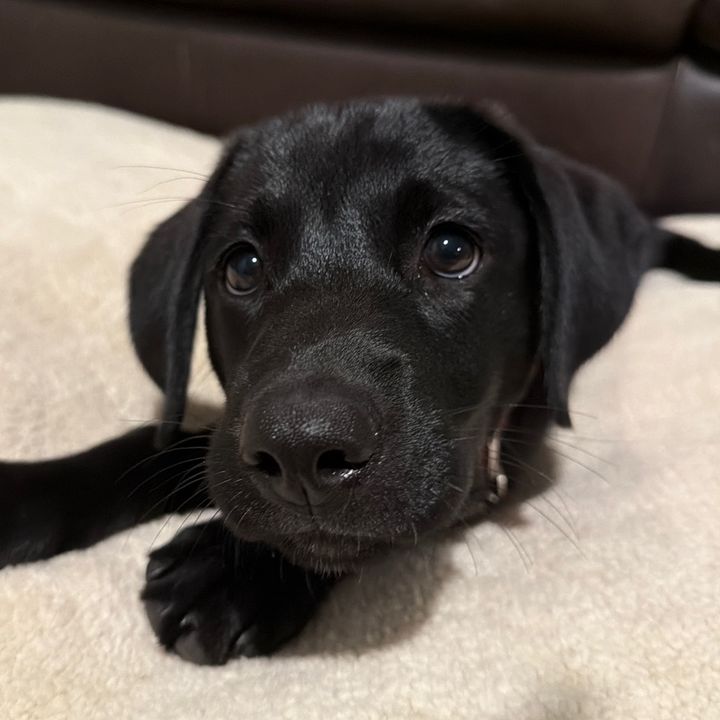 The Lab Kaia