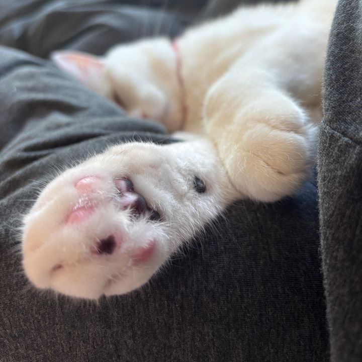 🐈‍⬛クロネコ🐈‍⬛