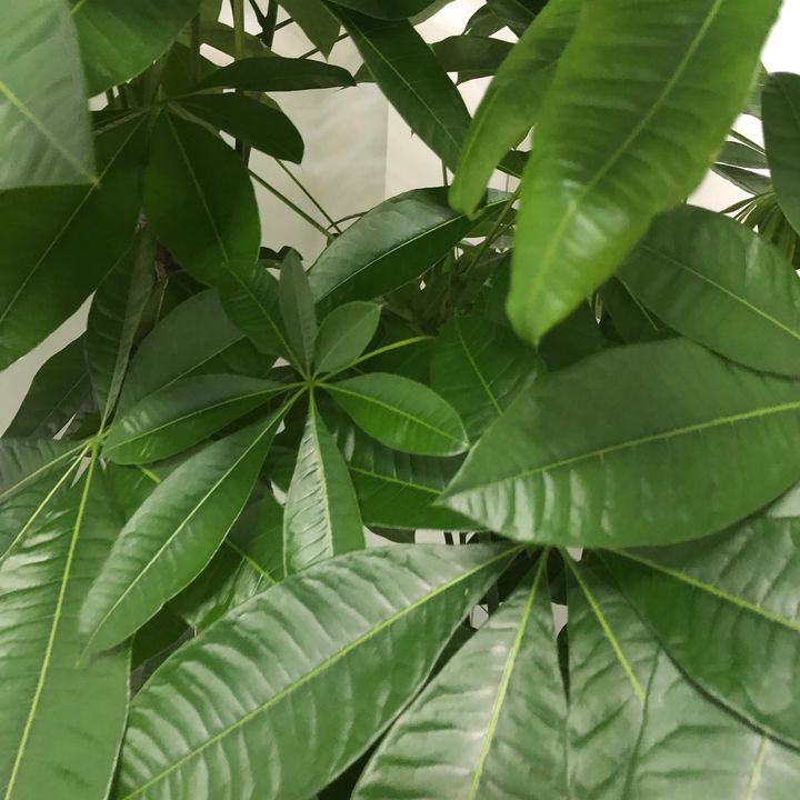 cherrellekeglovits7