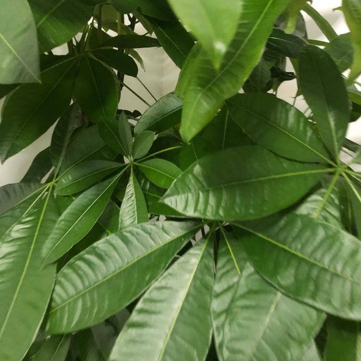venuspoleo53592