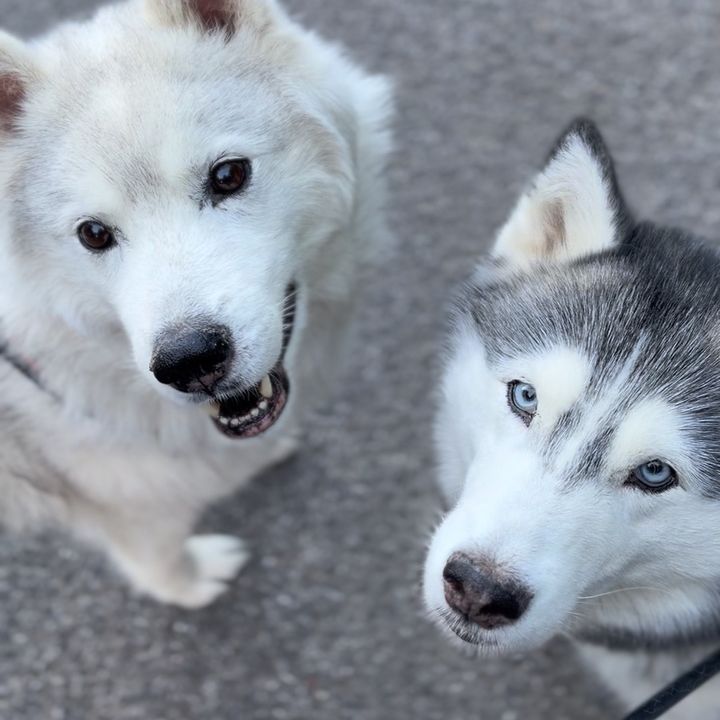 Nordische Hunde & Huskys