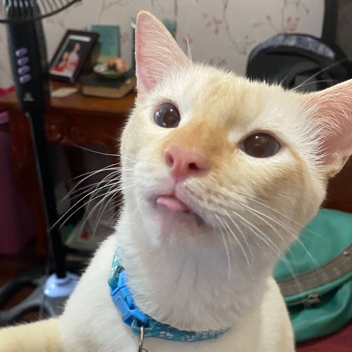 Milky the Puspin 🥛🐾