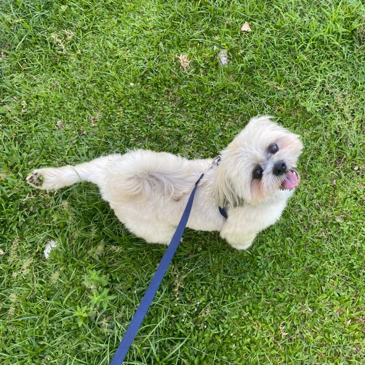 tanggol the shih tzu!