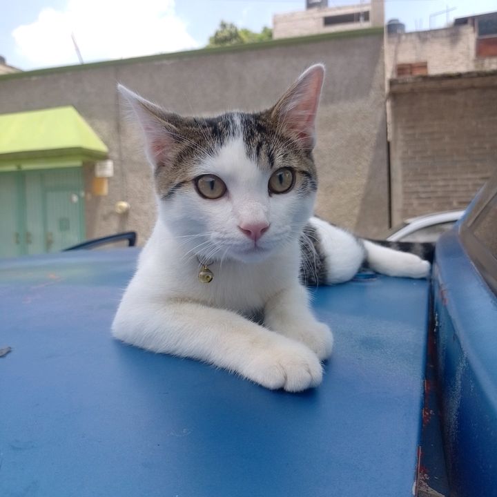 Holaa Soy Cachaco😸