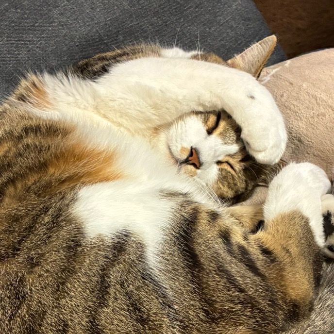 ちーもも🐾