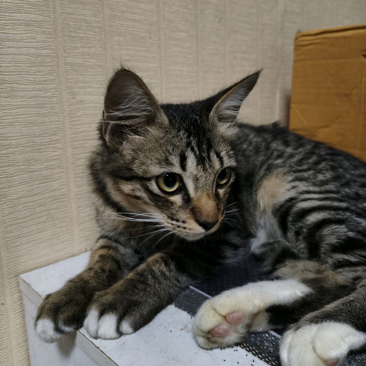 WitoW Affliate