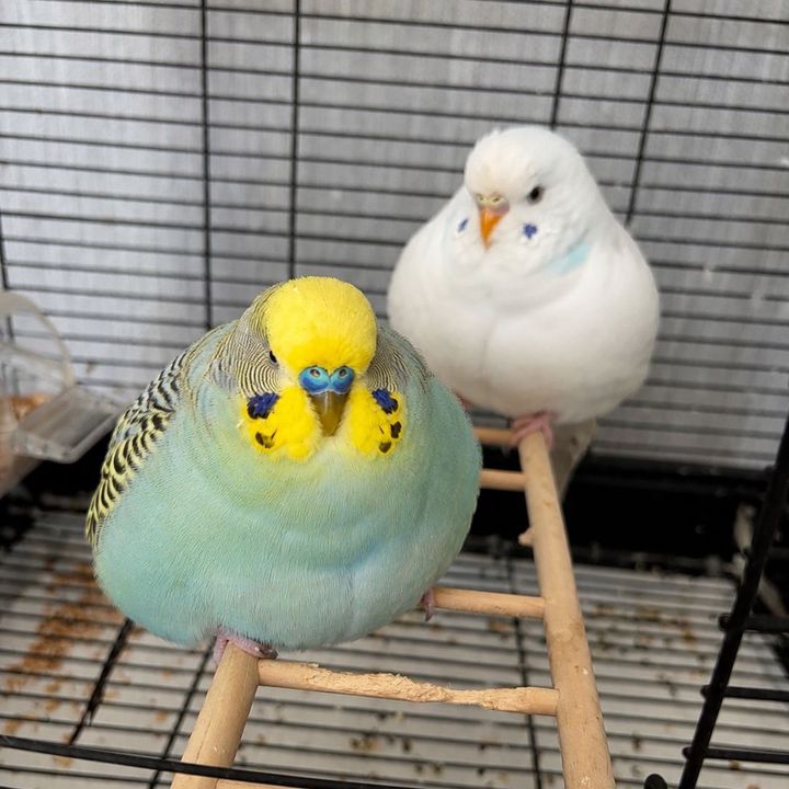 BudgieChaos