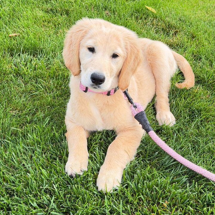 Bella June