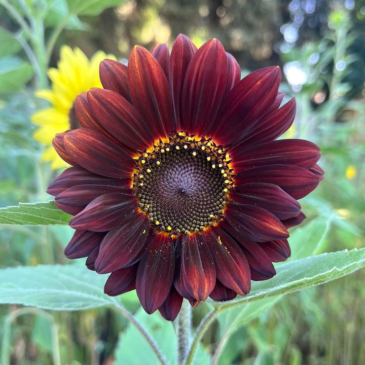 Gather Grow