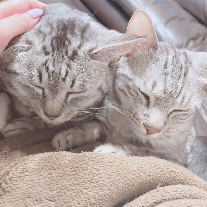 4cat_1dog_family