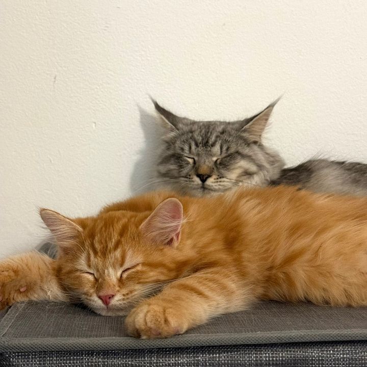 Mochi & Arancino