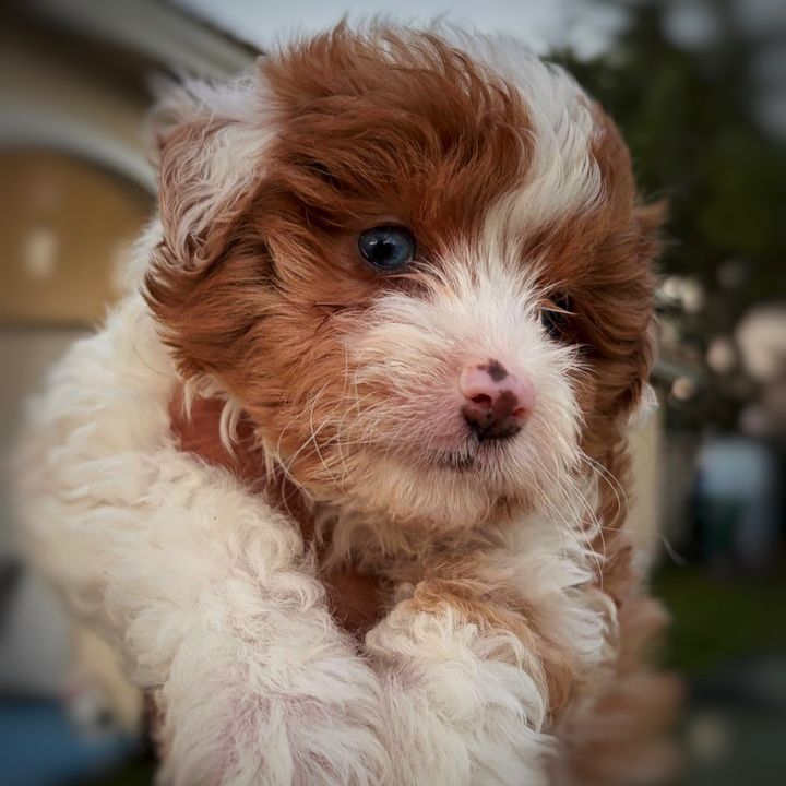 Kira