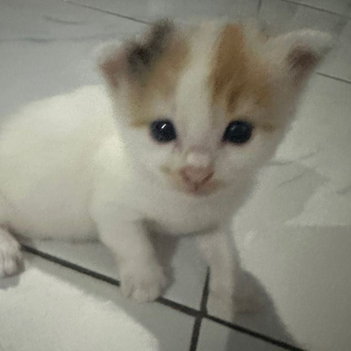 enjita_id