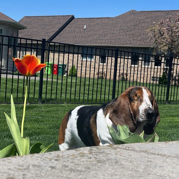 Beau