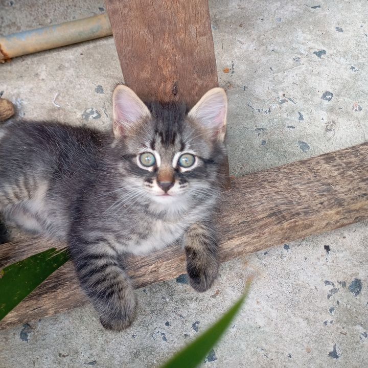 Luzinete