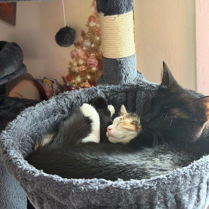Lulu y Chuchu 🐈‍⬛