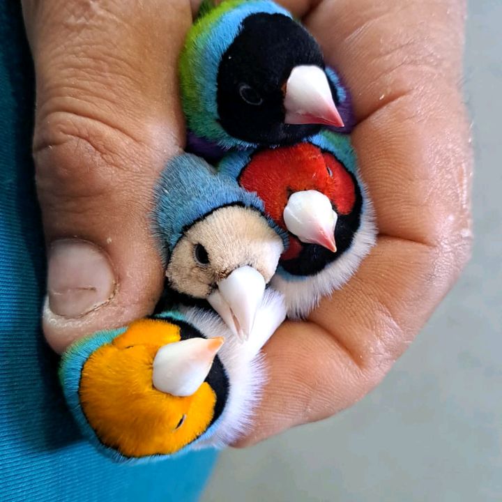 BIRD'S🦜🐦 E BEES., 🐝