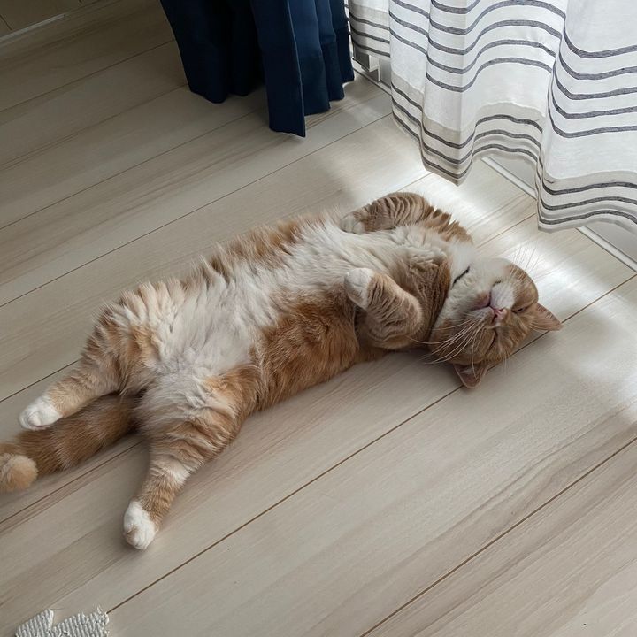 へそ天堂