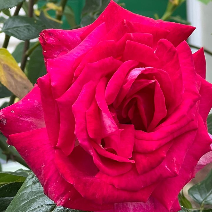 s🌷s