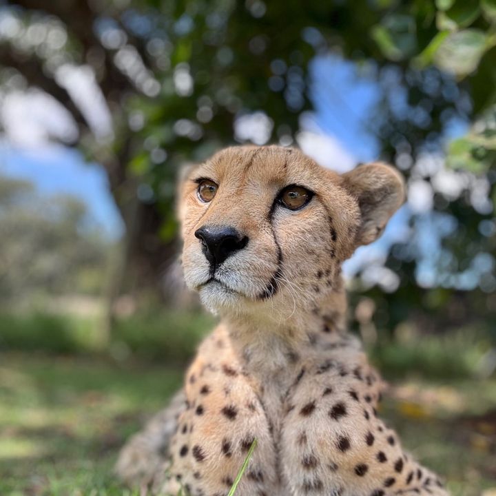 LibranWildlifeReserve🦁🦒🐆