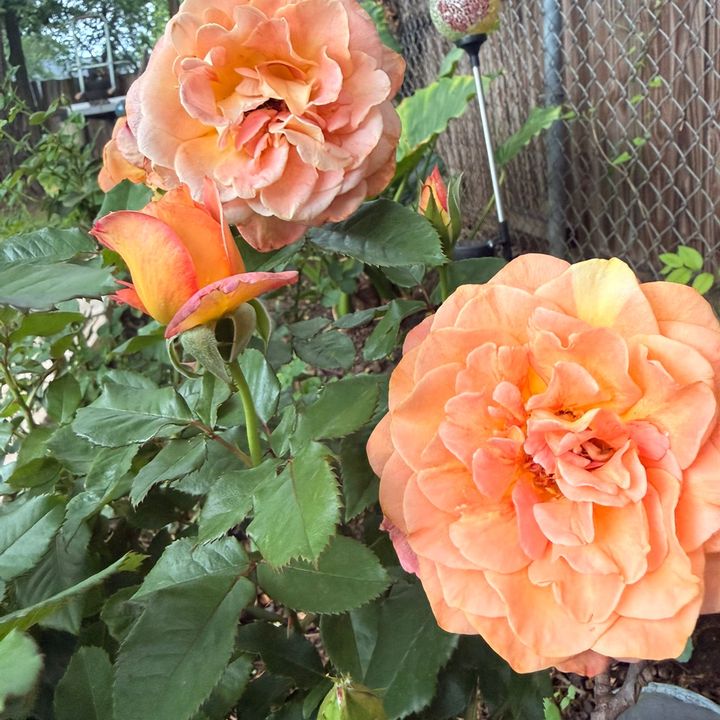 Gabby’s Garden & Beyond